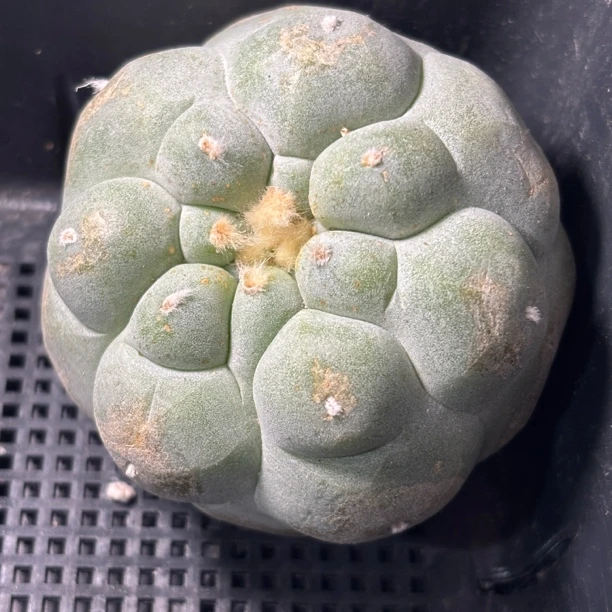 仙人球 一物一拍 有根 DP729