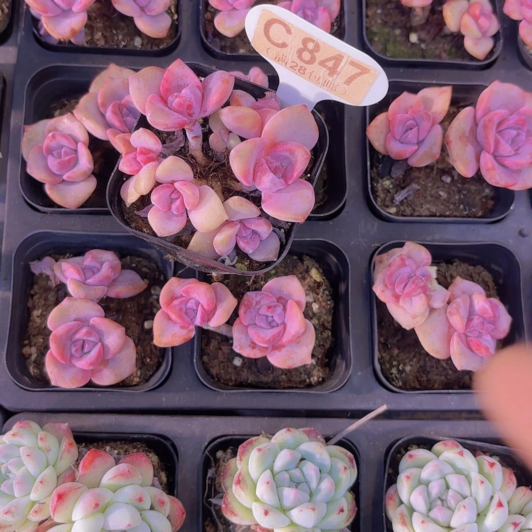 咿***铃C847彩虹糖一物一拍