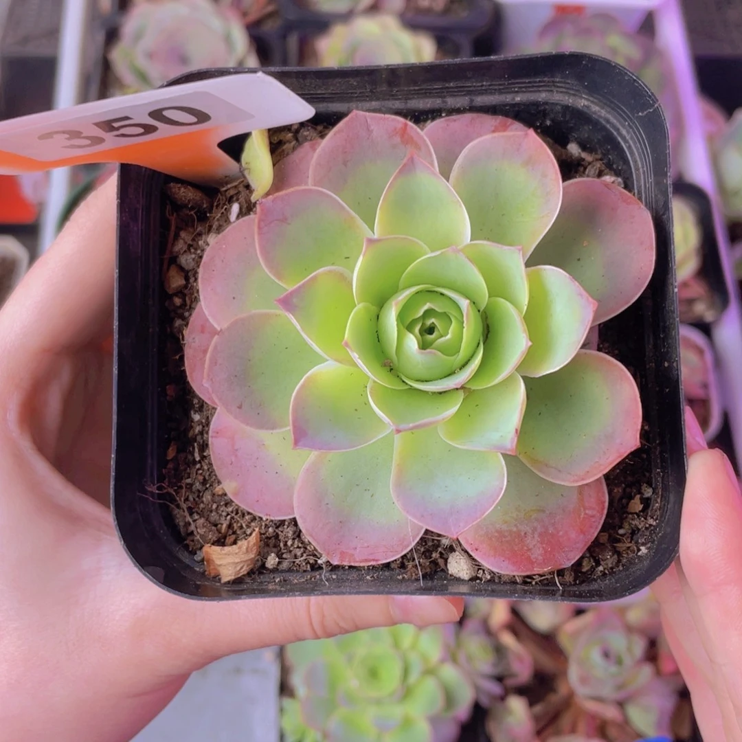 单品一物一拍350号山地玫瑰