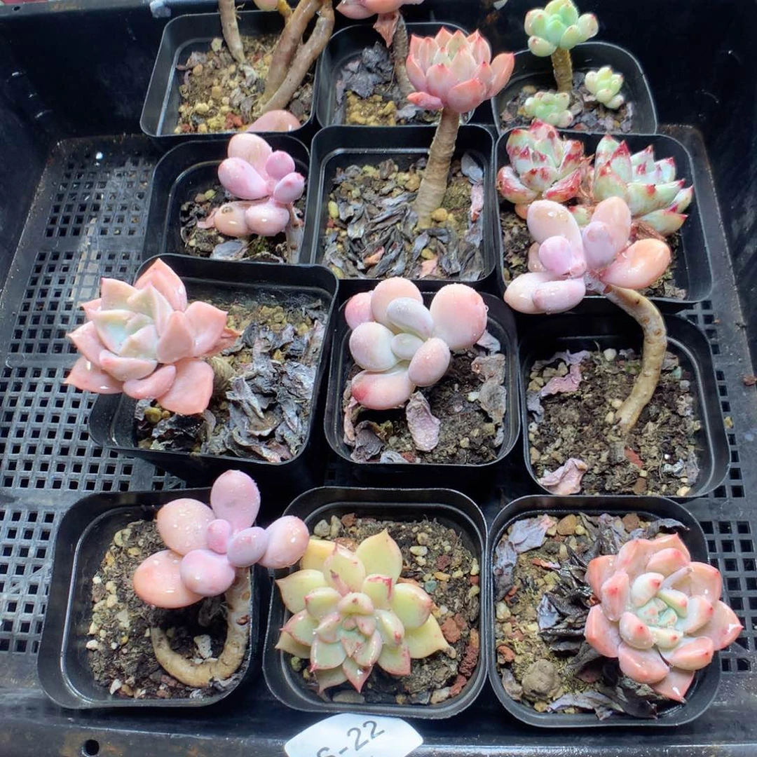 无花朵S22英语英语英语英语