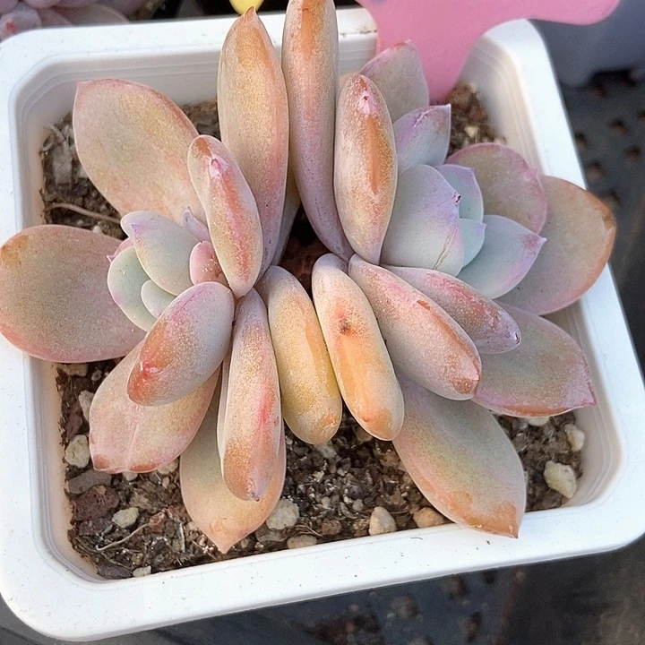 多肉植物韩版奶茶926