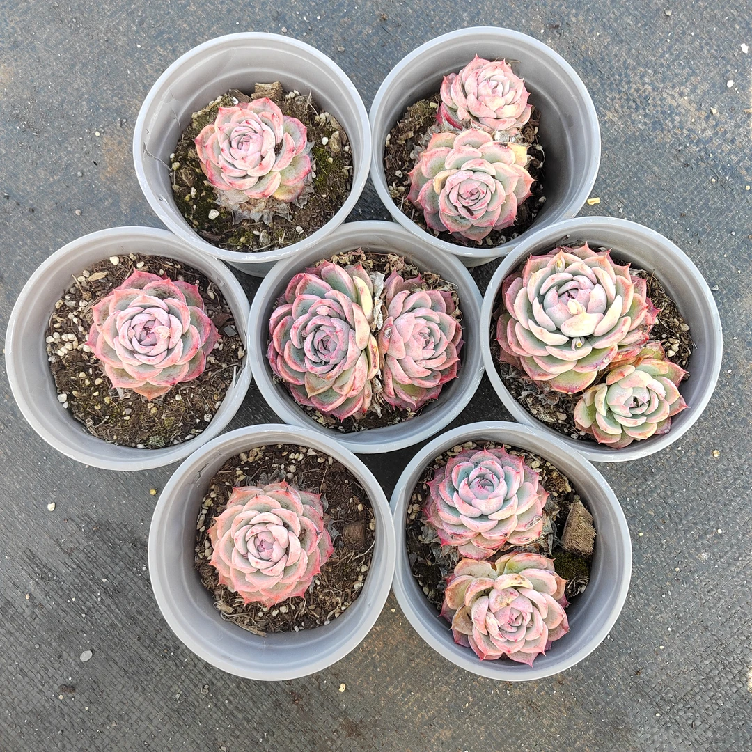 粉水晶多肉 七颗】阳台露台绿植栽种养护