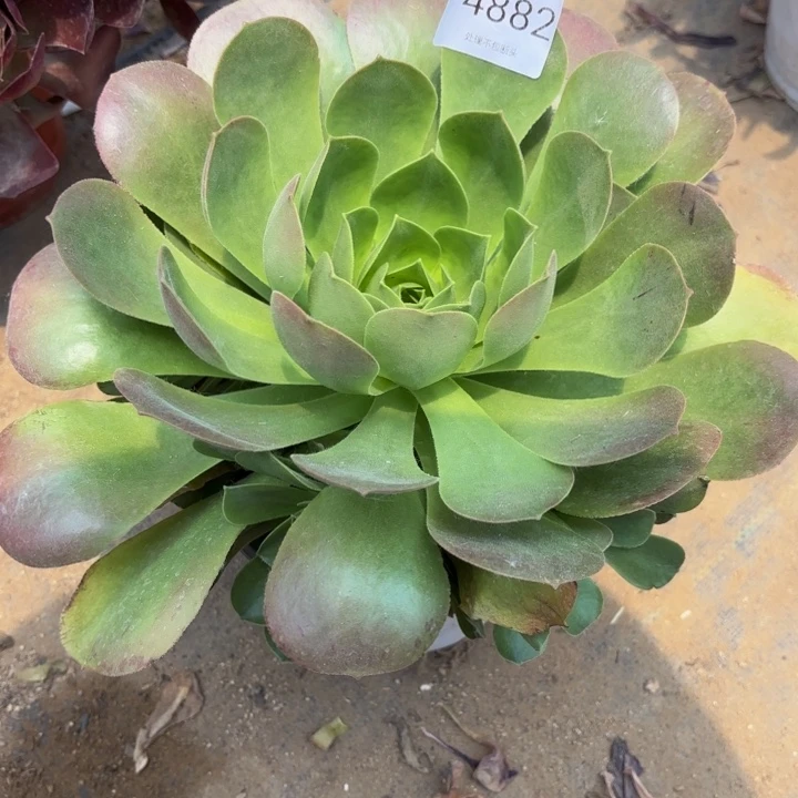 加州香炉盘多肉处理不包断头4882