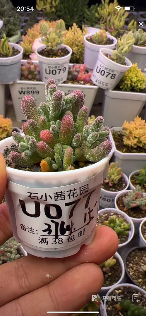 3764-冰晶-多肉植物枝干番杏