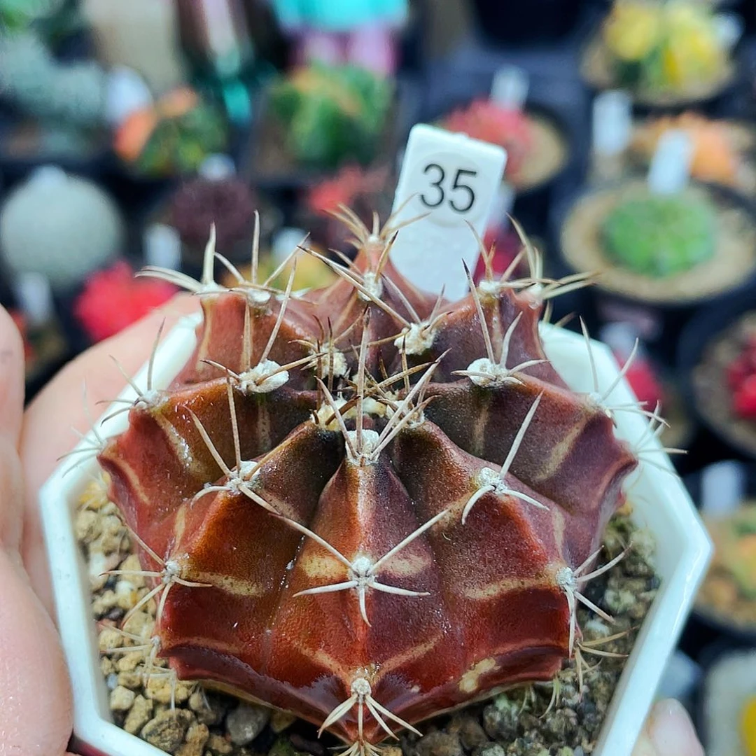 非偏远地区满25包邮仙人球