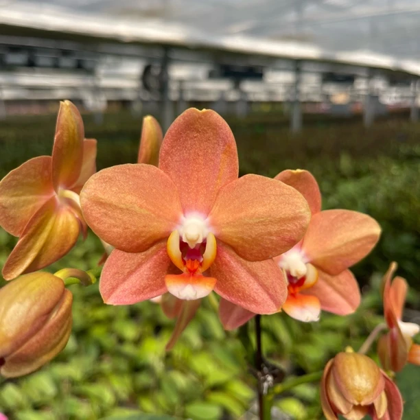 发京东【威斯康星 带香 带花带花苞】3.5寸蝴蝶兰桌面花