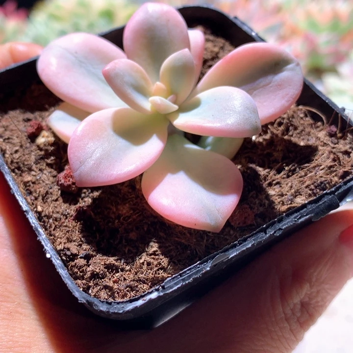 桃霜覆轮锦有根有根