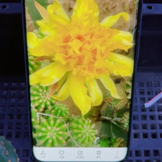 下72毛黄怕怕歪无根侧芽5公分左右20包邮