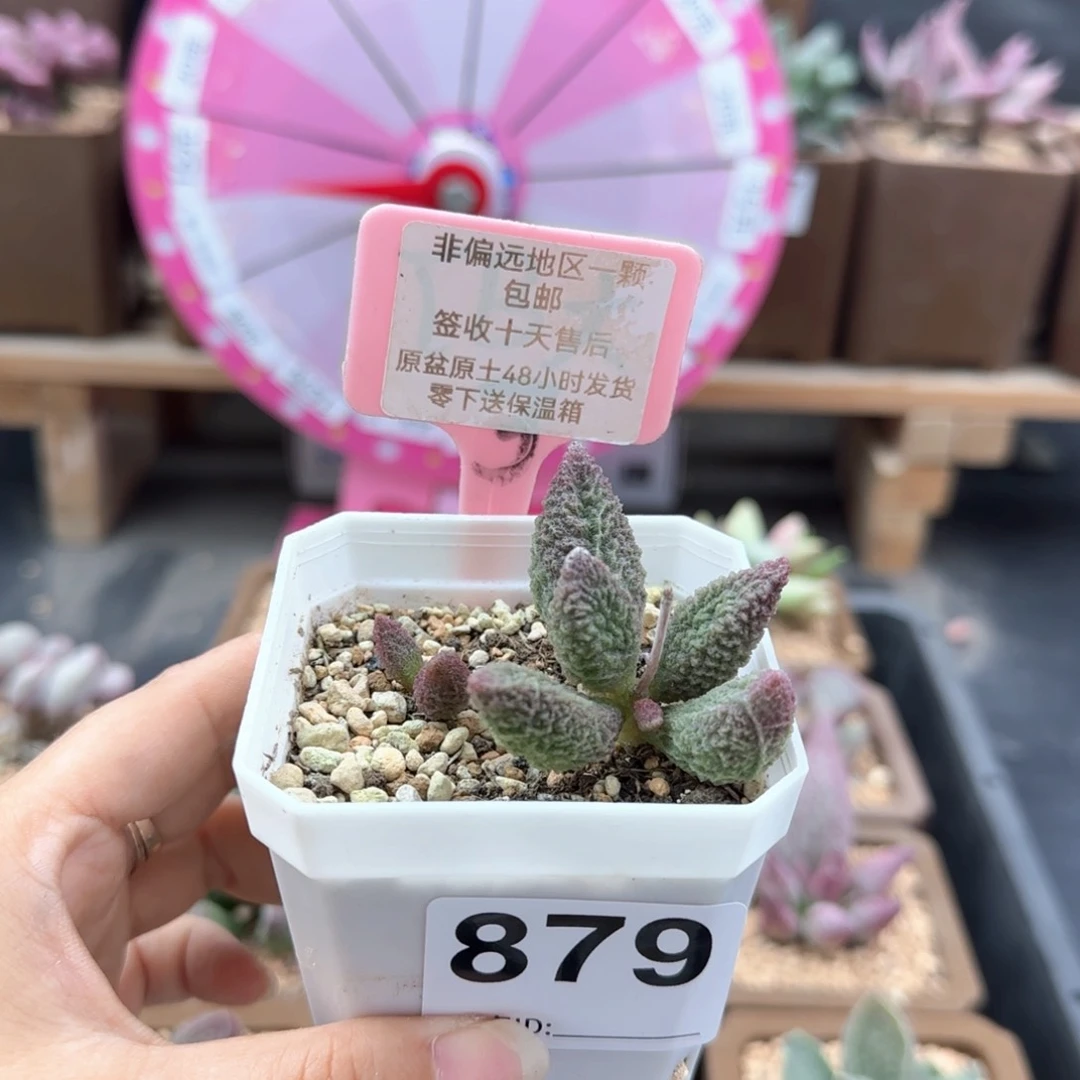 蛐*879苍龙多肉植物