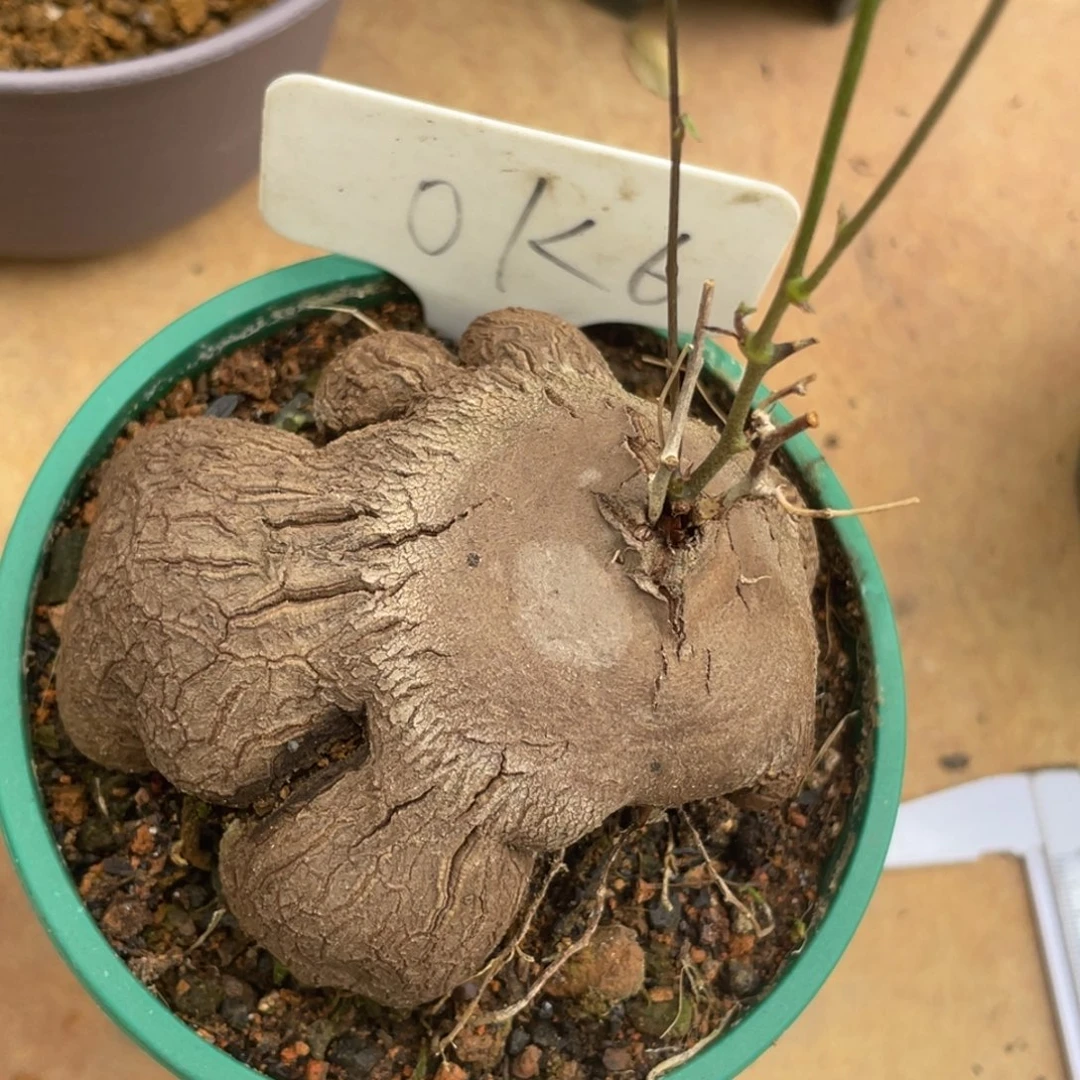 盆栽，象足龟甲龙8.5公分