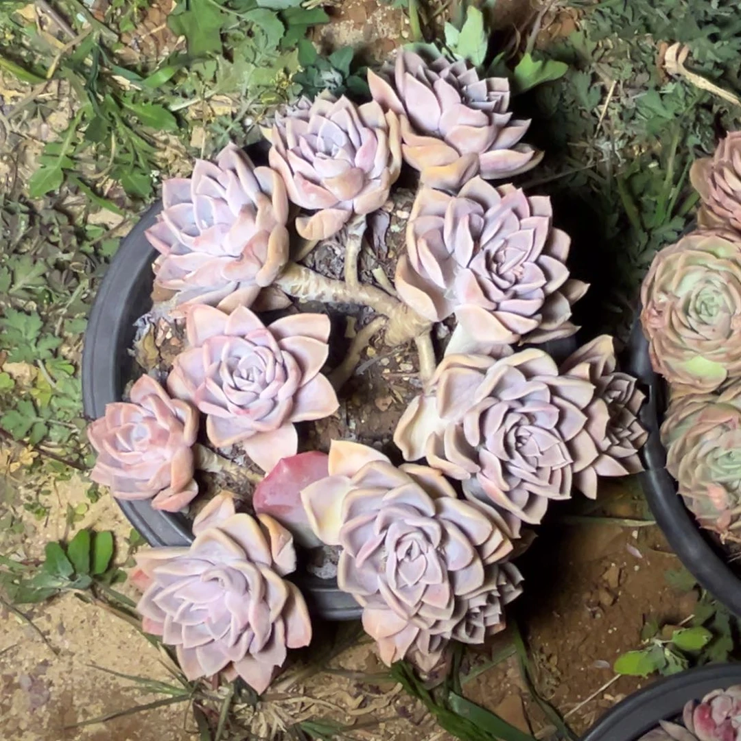 哈利多肉植物一物一拍