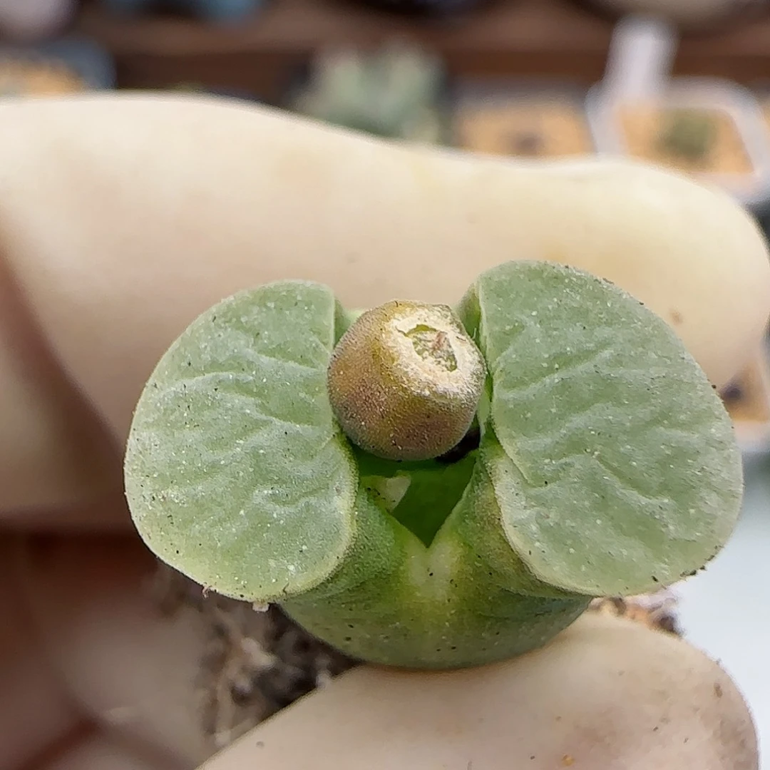 539磁铁优选福利