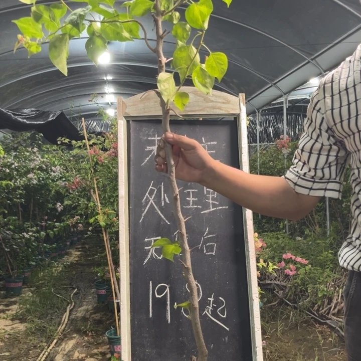 无花朵三角梅三角梅78