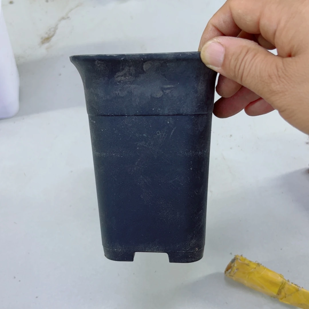 下106小黑万象5个口径10高14无托盘20包邮