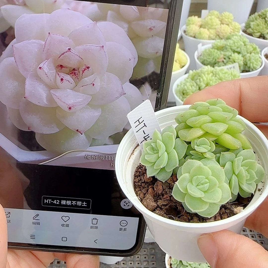 【闪购商品】0925-60（ht-42）