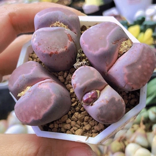 无花朵0596，下班福利群如图微瑕