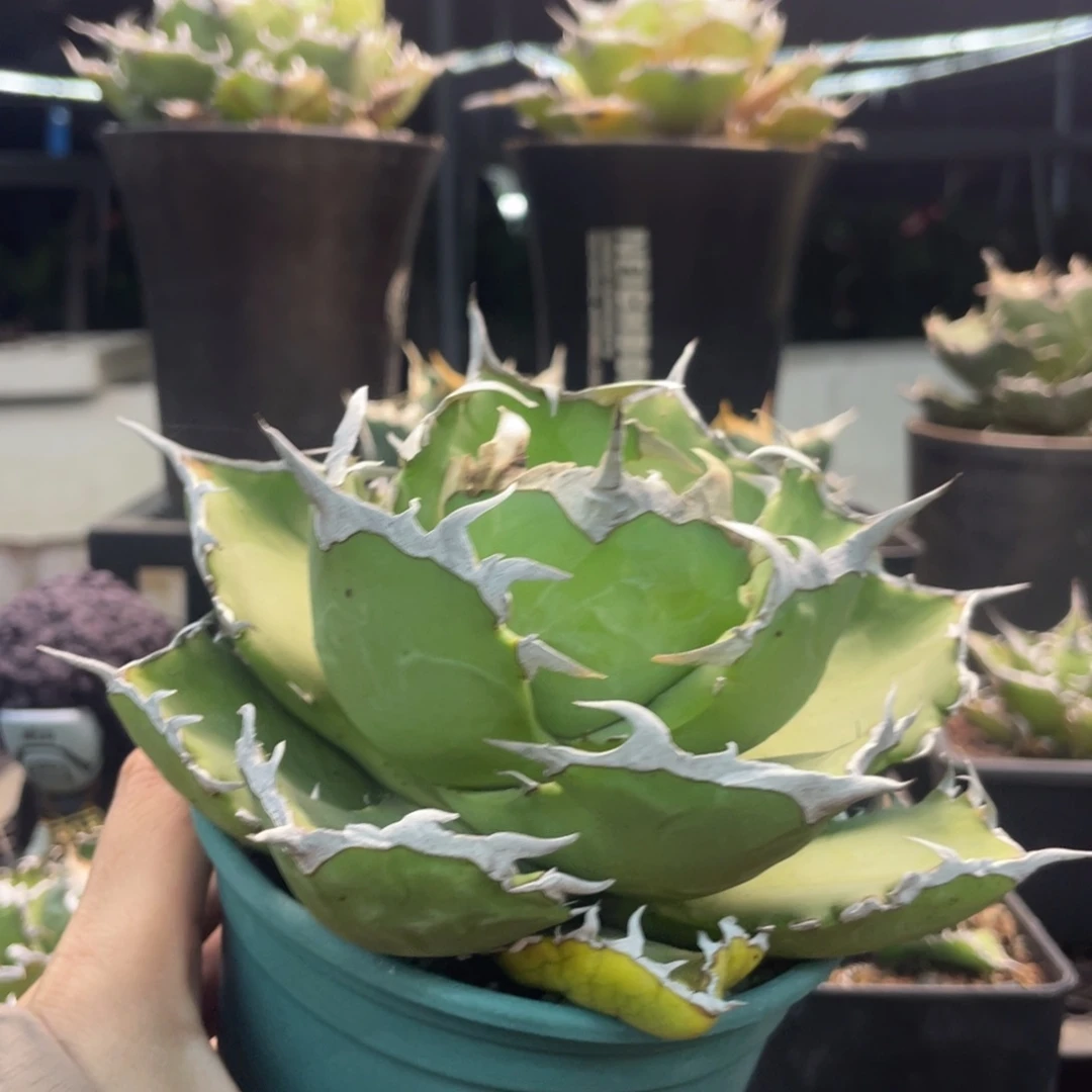 螃蟹8888888555888888888