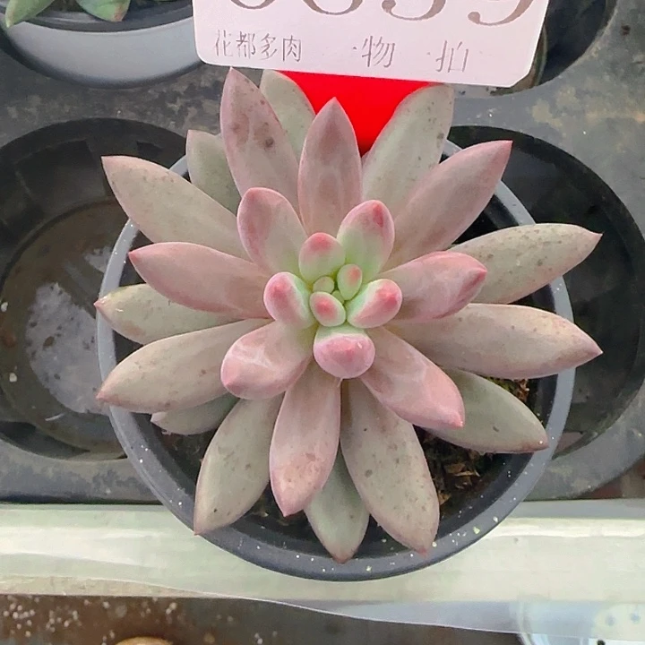 流沙虞659多肉植物