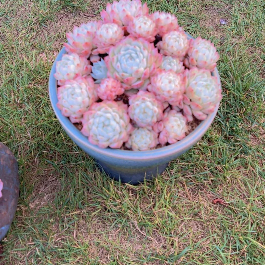 无花朵1111111111111