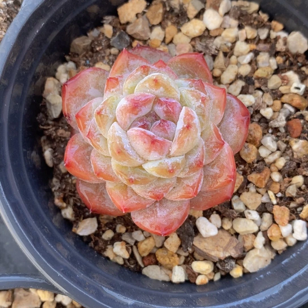 可问主播品种，下滑链接更多品种选择多肉