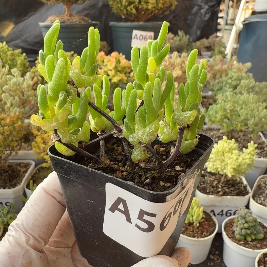 A566短耳冰糕一物一拍