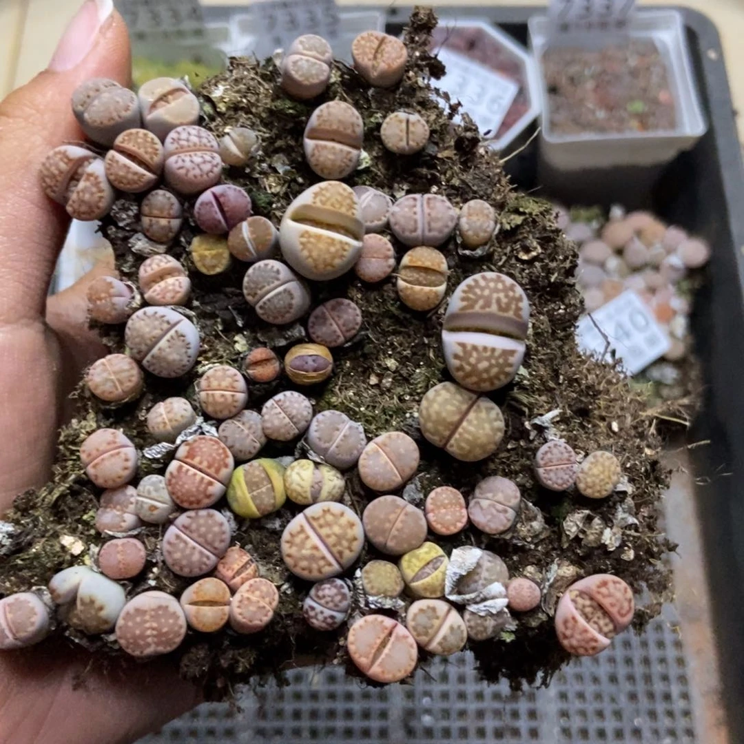 7341生石花切糕有疤