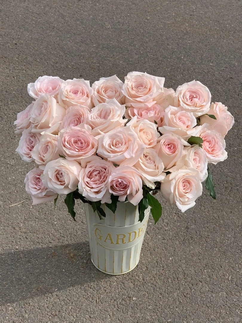 【半岛花铺】（带包装醒花）双鱼座 单头玫瑰任意2单或以上顺丰鲜花