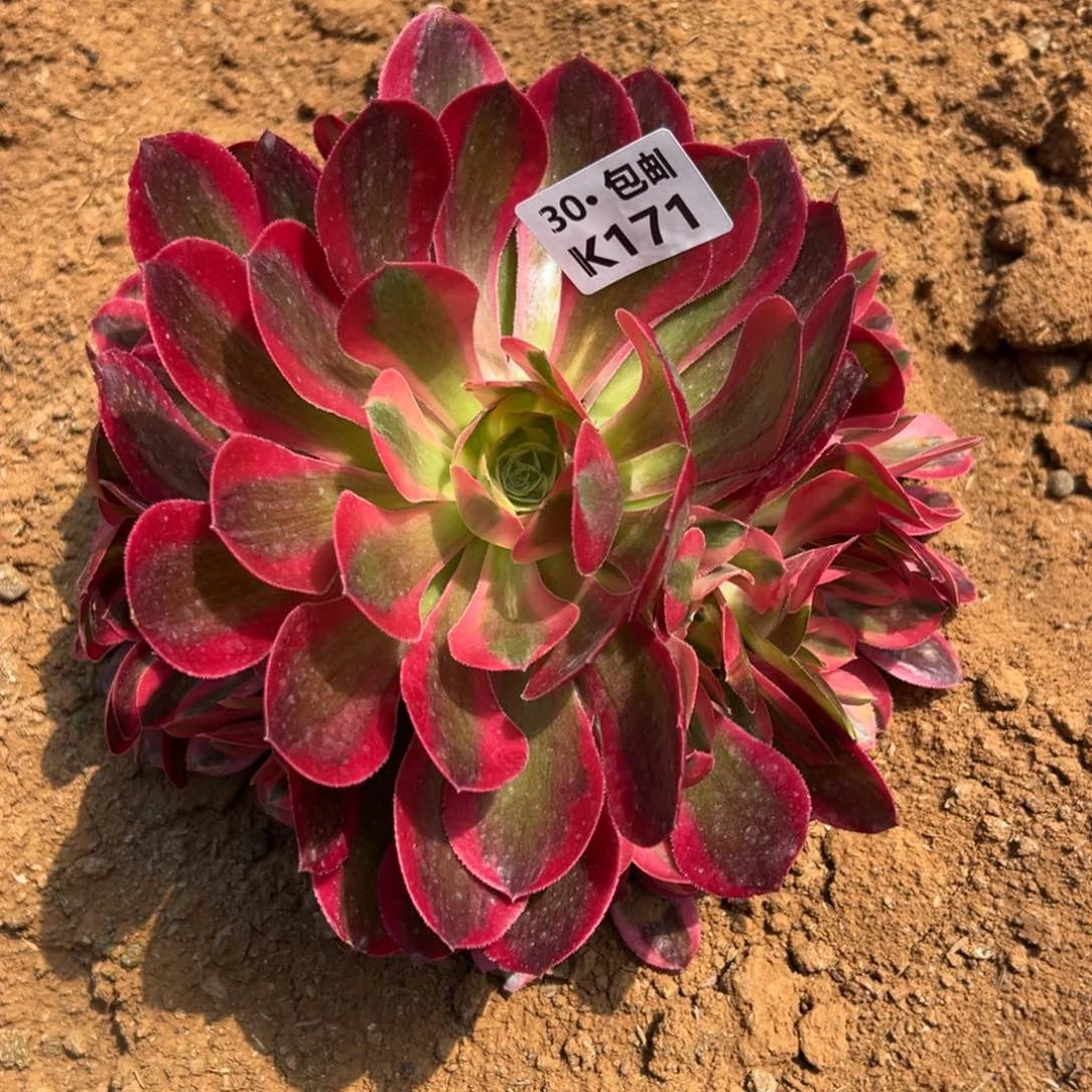 171女巫满20包邮