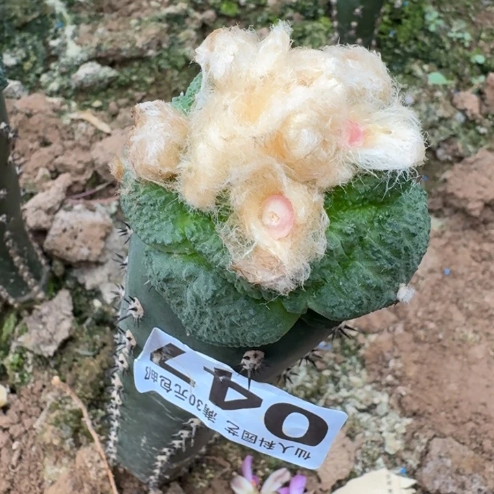 无花朵047大尤菜花牡丹掌东五