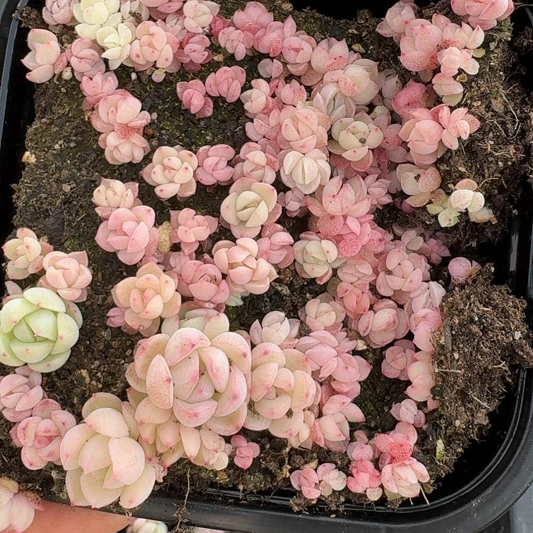 杂交新品珍妮多肉2032