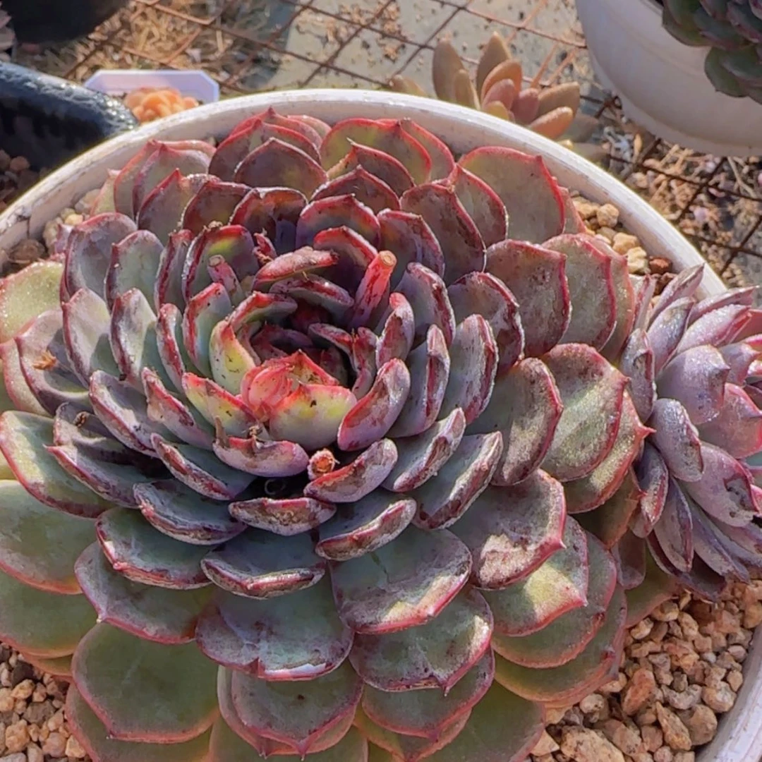 【闪购商品】单头蓝色妖姬