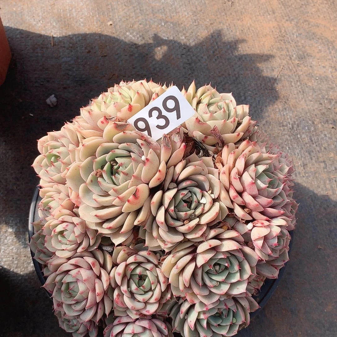 939本吧一物一拍多肉