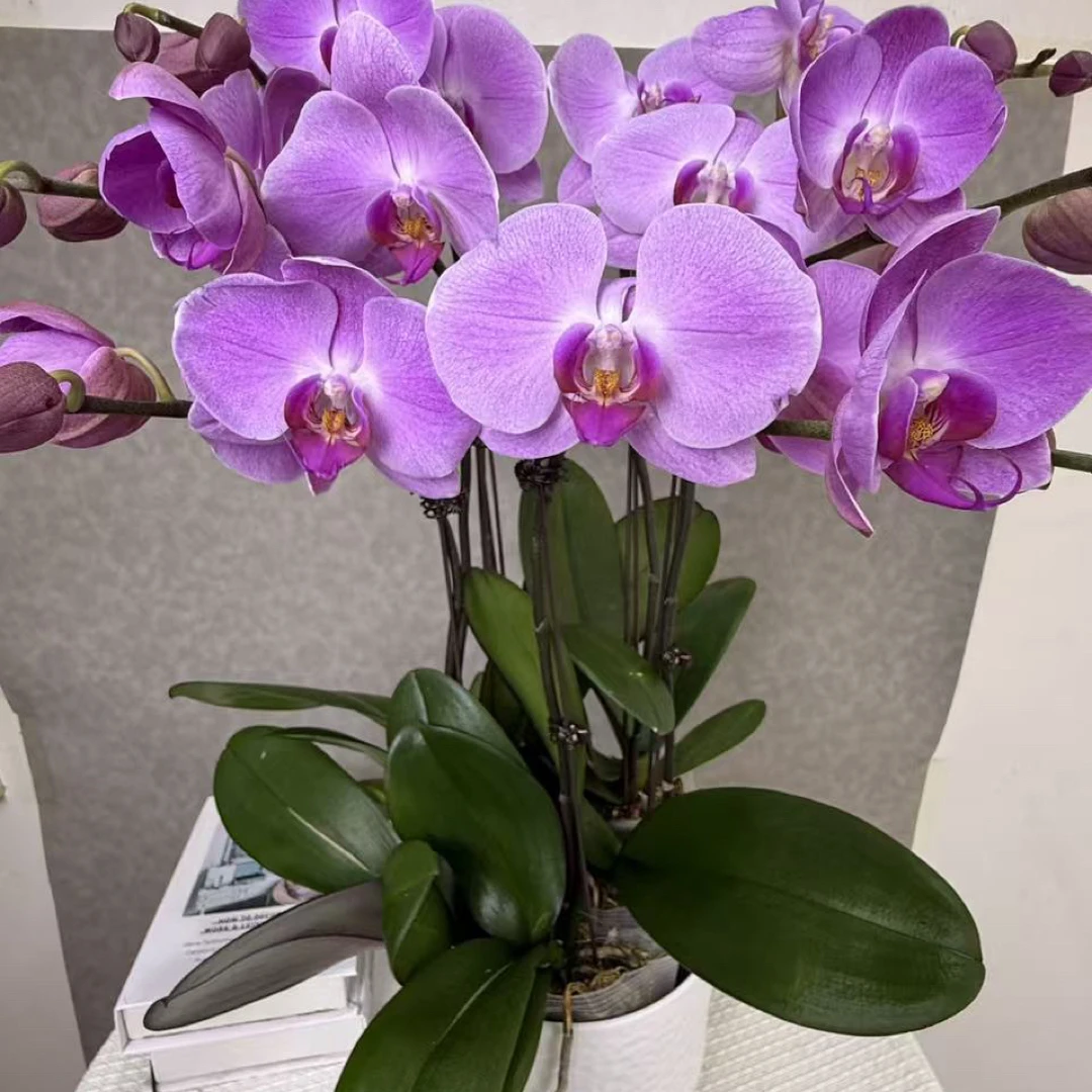 蝴蝶兰《粉冠军》 稀有花色 欧品高货 鲜花绿植 送人送礼 首选好花