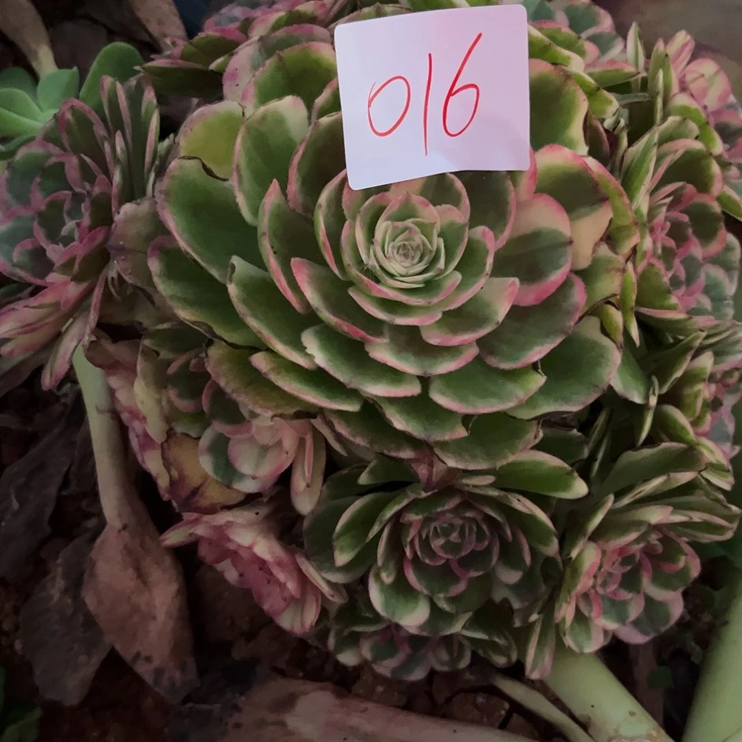 016海神多肉植物