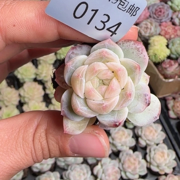 134       蜡质月影  加库存