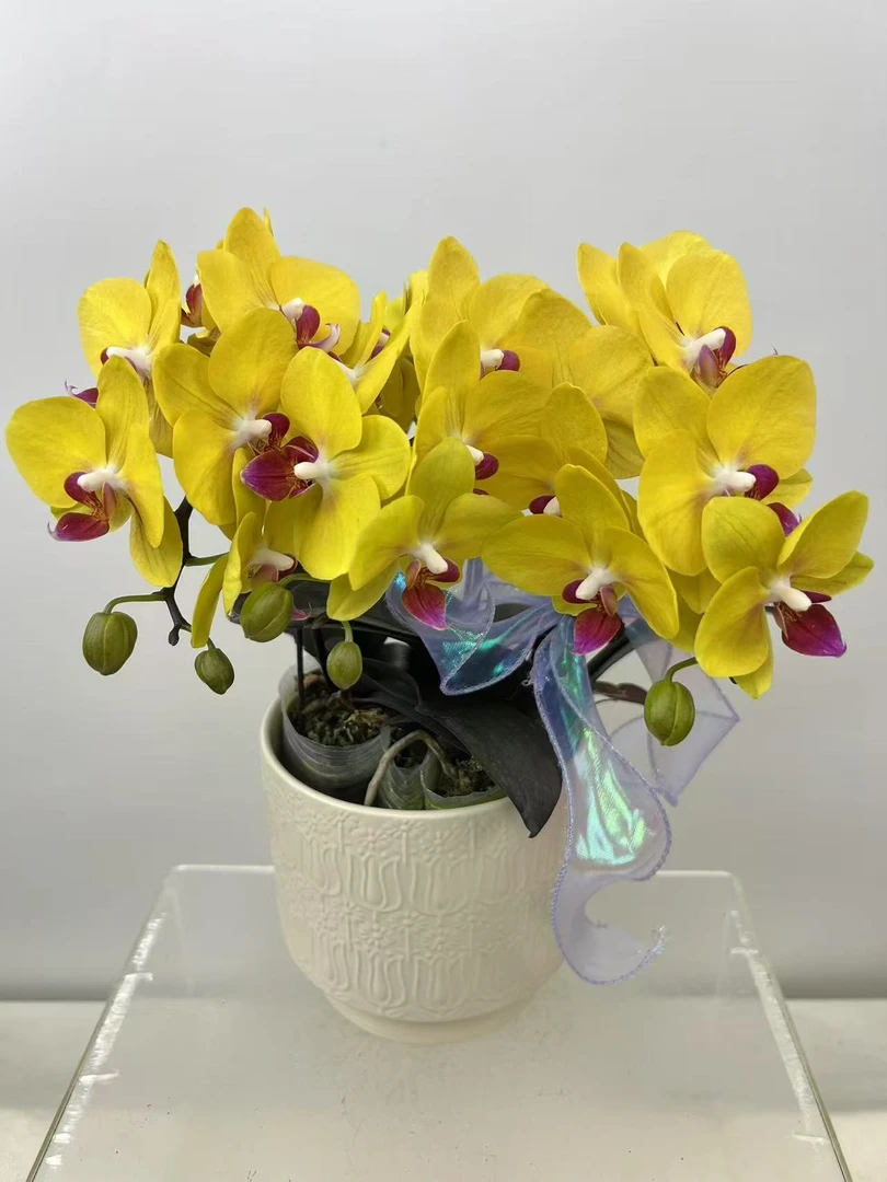 蝴蝶兰【朝阳】鲜花盆栽室内观赏花花佛山基地直发