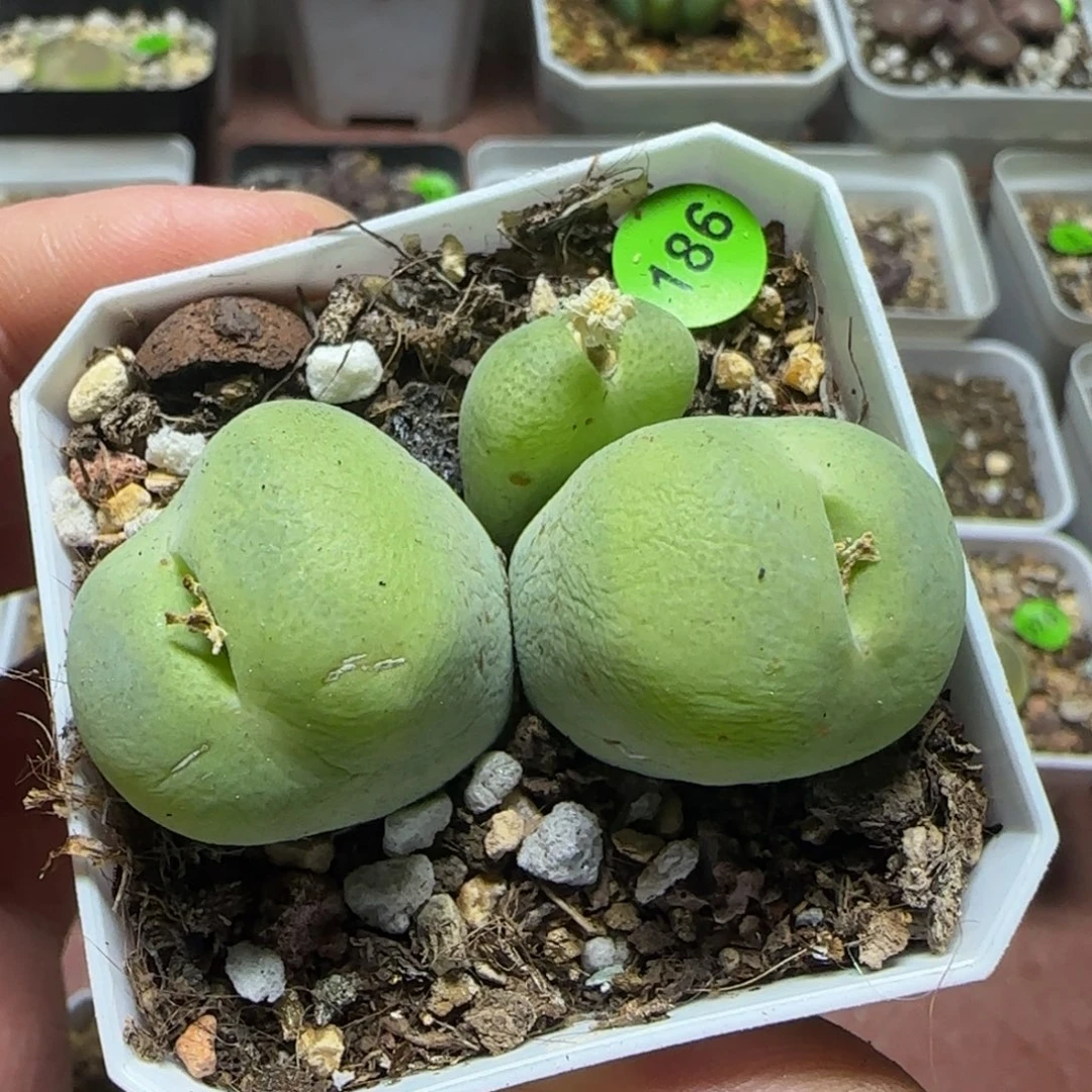 巨无霸翠光玉多肉植物186
