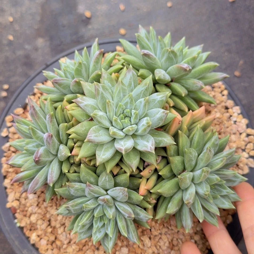 稳***妥多肉植物多肉植物
