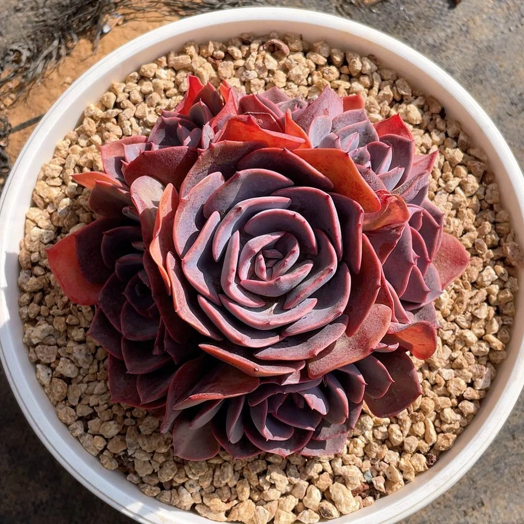 多肉植物多肉植物