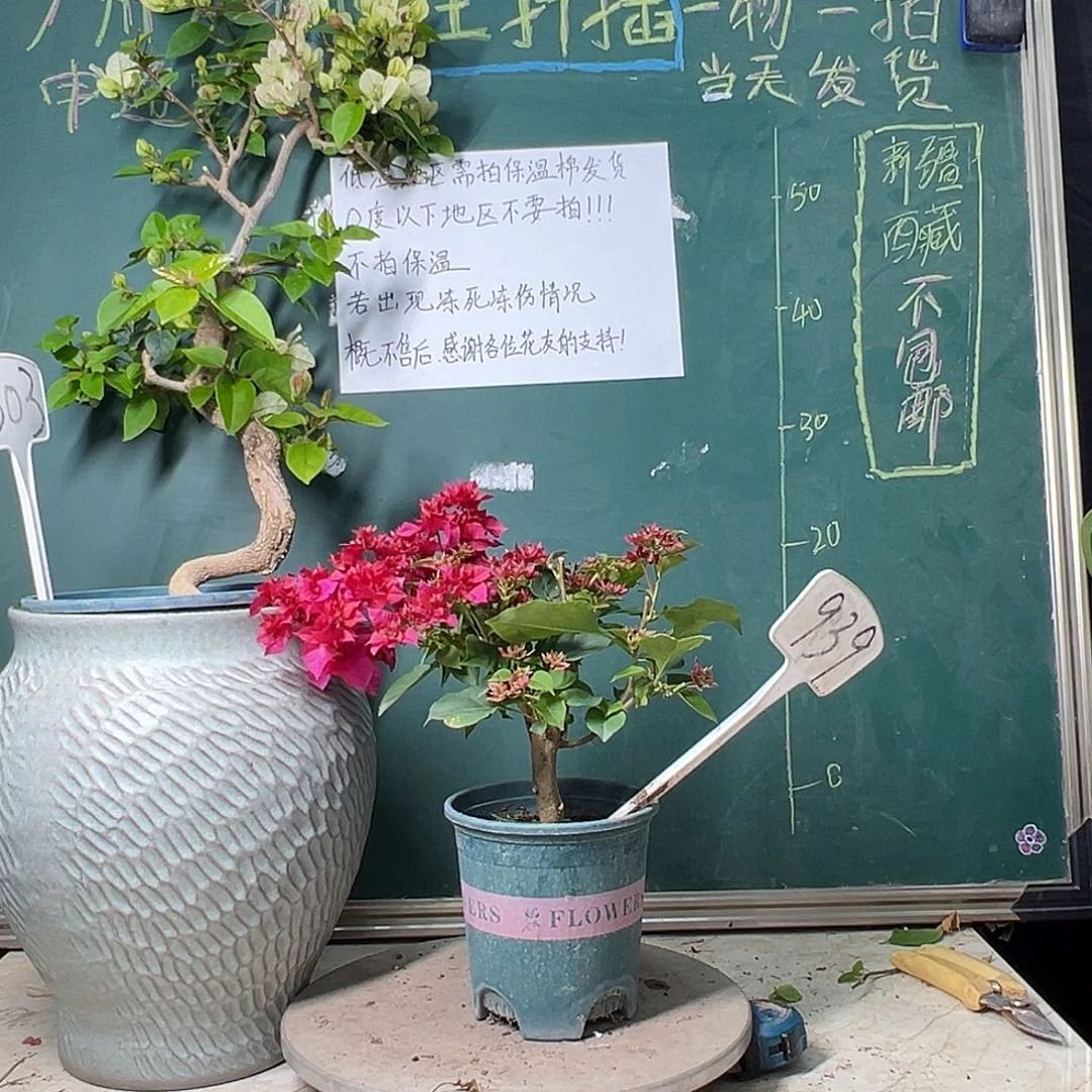 完全开放 重瓣红 粗杆 939