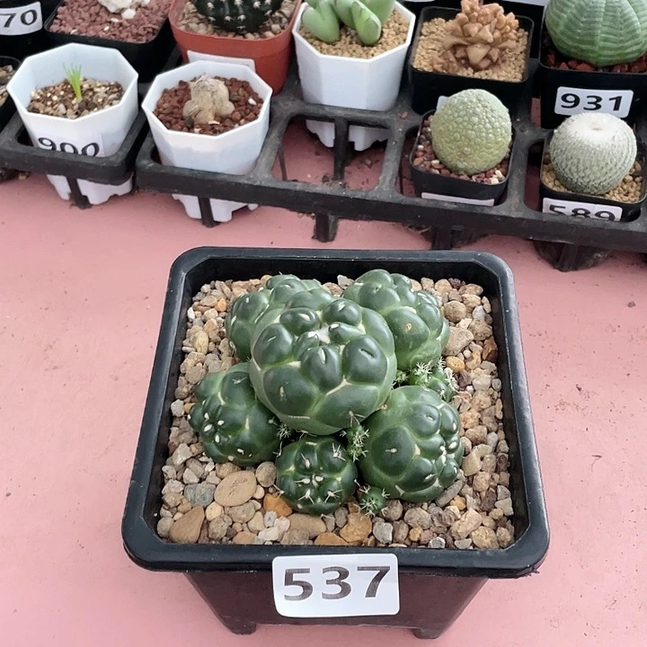 娟***娟537超大盆无刺象牙多头
