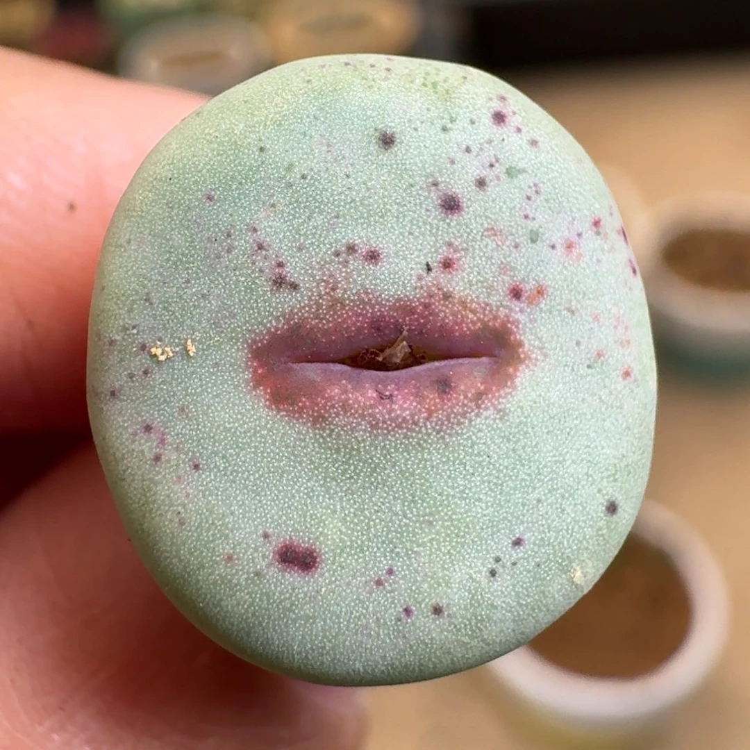 陈**?20-102pppppppppp