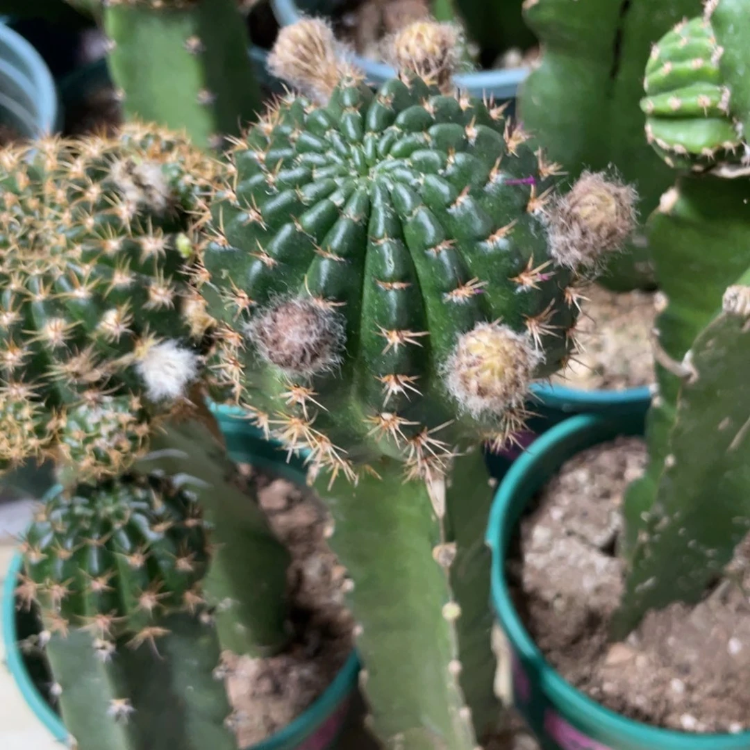 新品丽花L45母本带花苞
