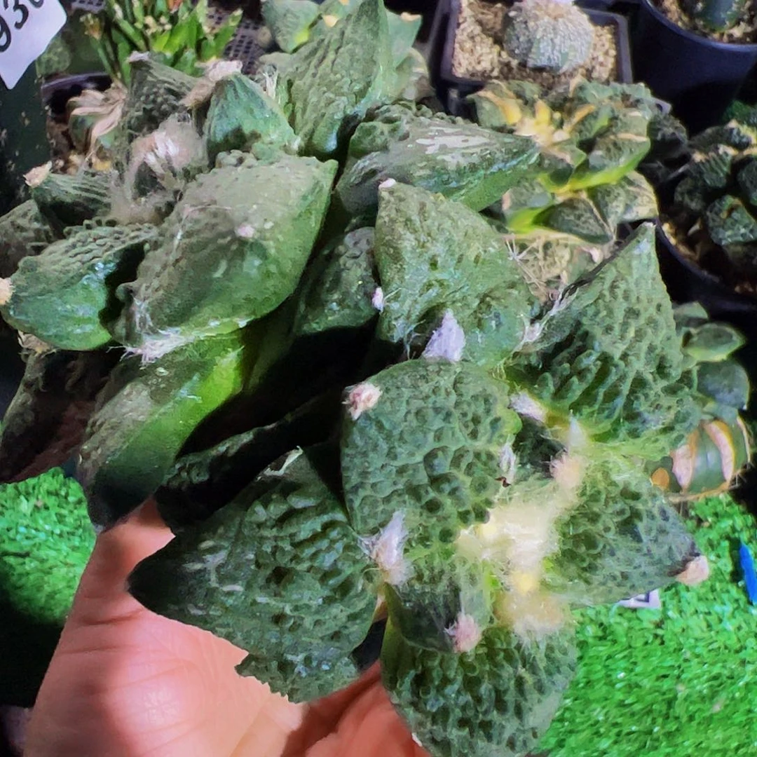 无花朵双头颗粒怒涛牡丹917