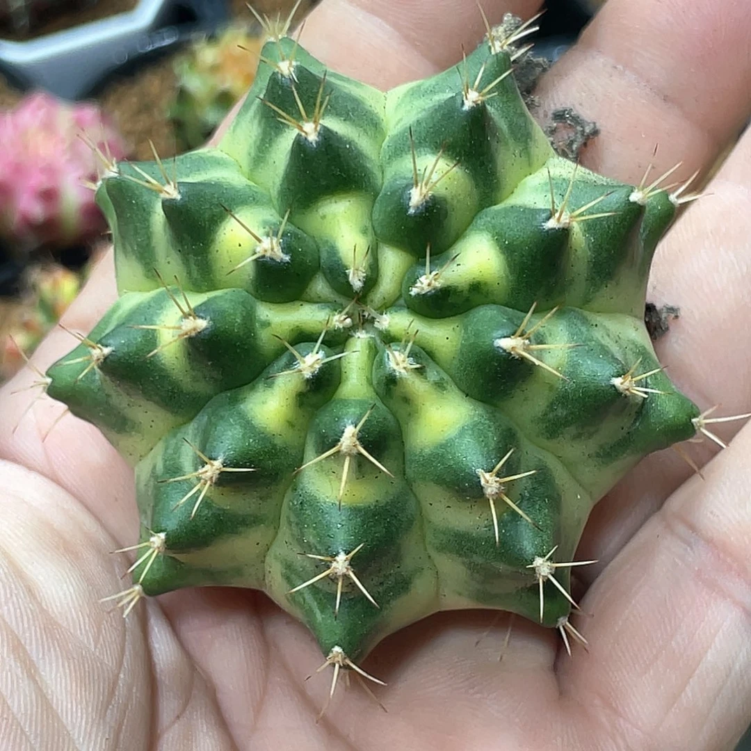 无花朵泰系名品侧，月亮皇冠