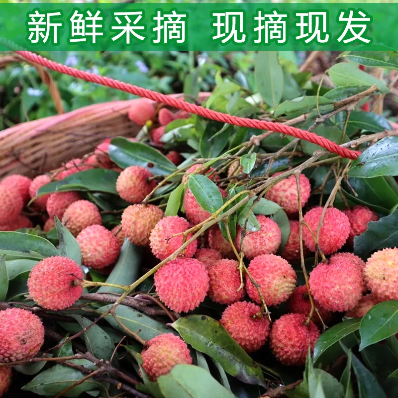 （限广东省内）正宗高州桂味荔枝香甜爽脆新鲜采摘顺丰/京东发货