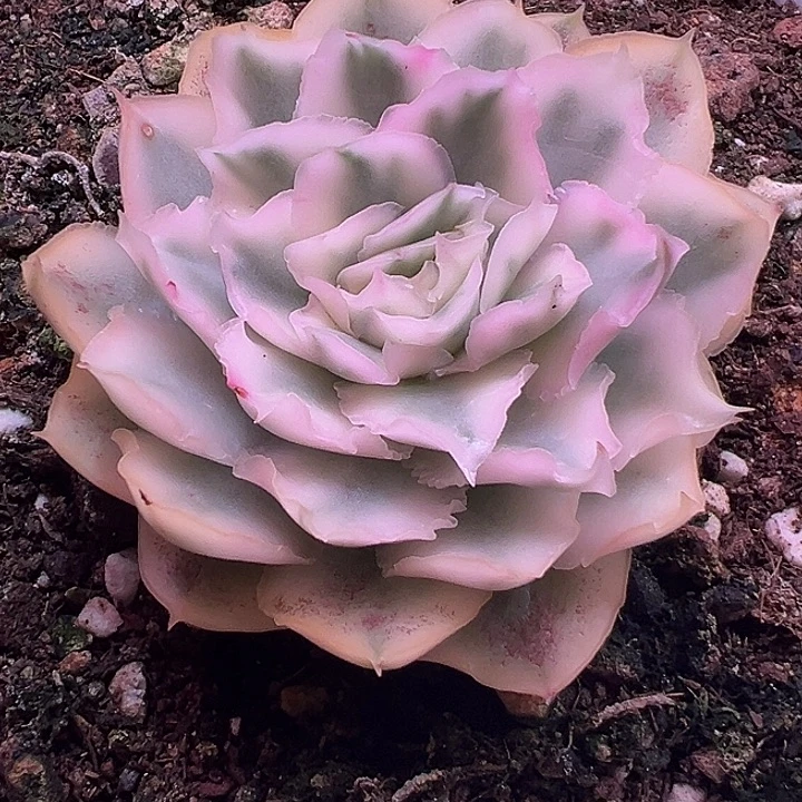 紫蝴蝶锦38包邮多肉