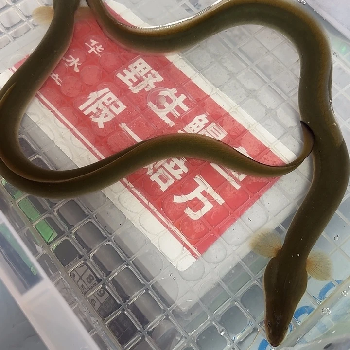 野生鳗鱼包活到家