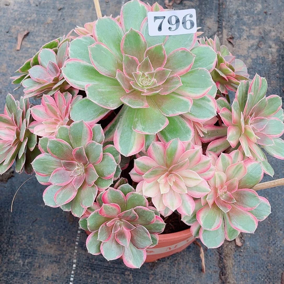 无花朵吉***?多肉植物黑魔锦796