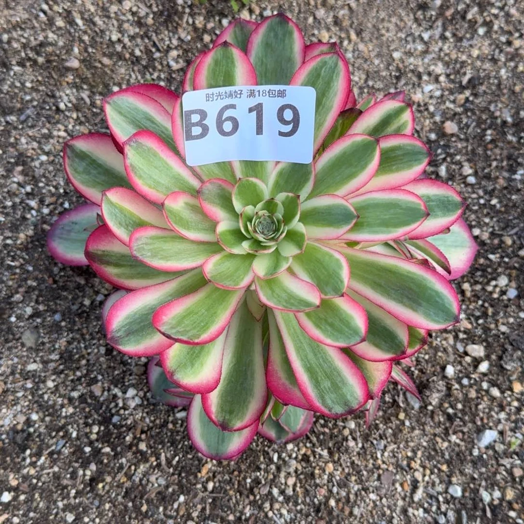 老*619荔枝多肉植物